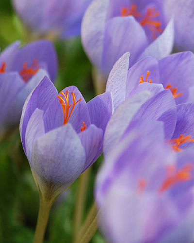 Crocus SPECIOSUS.jpg